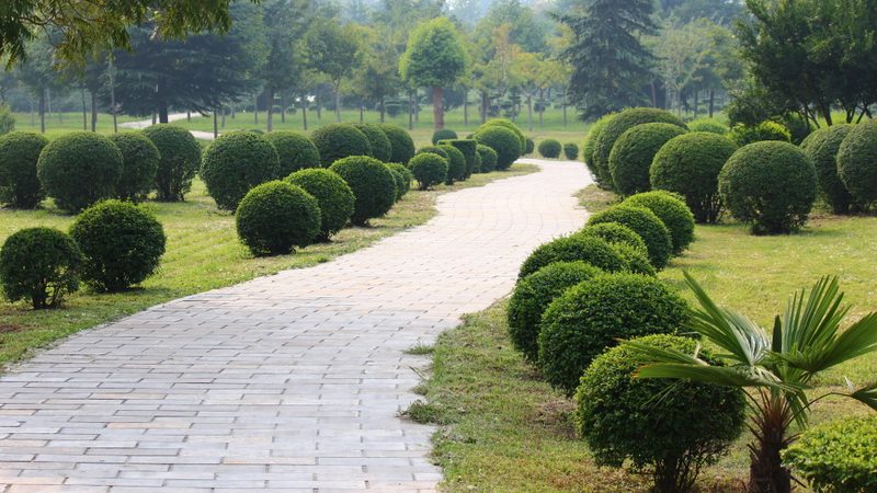 市政道路绿化苗木：价格背后的考量因素**