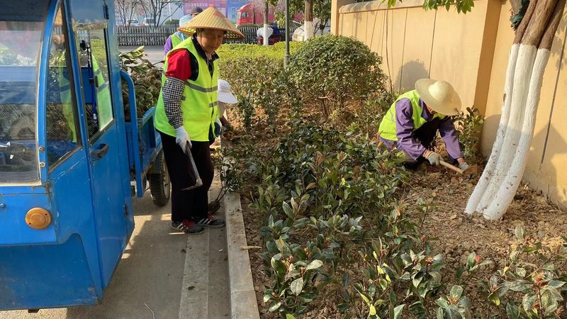 道路绿化设计规范：解读与学习要点