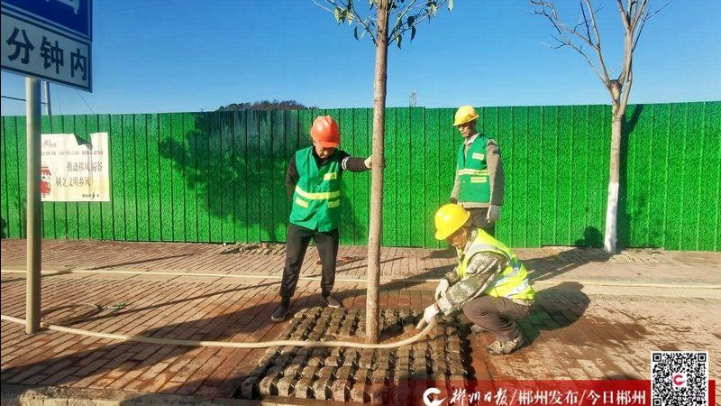 小区绿化工程报价明细：揭秘成本构成与合理预算**
